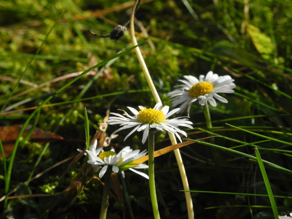 Daisies in December Global Change Ecology