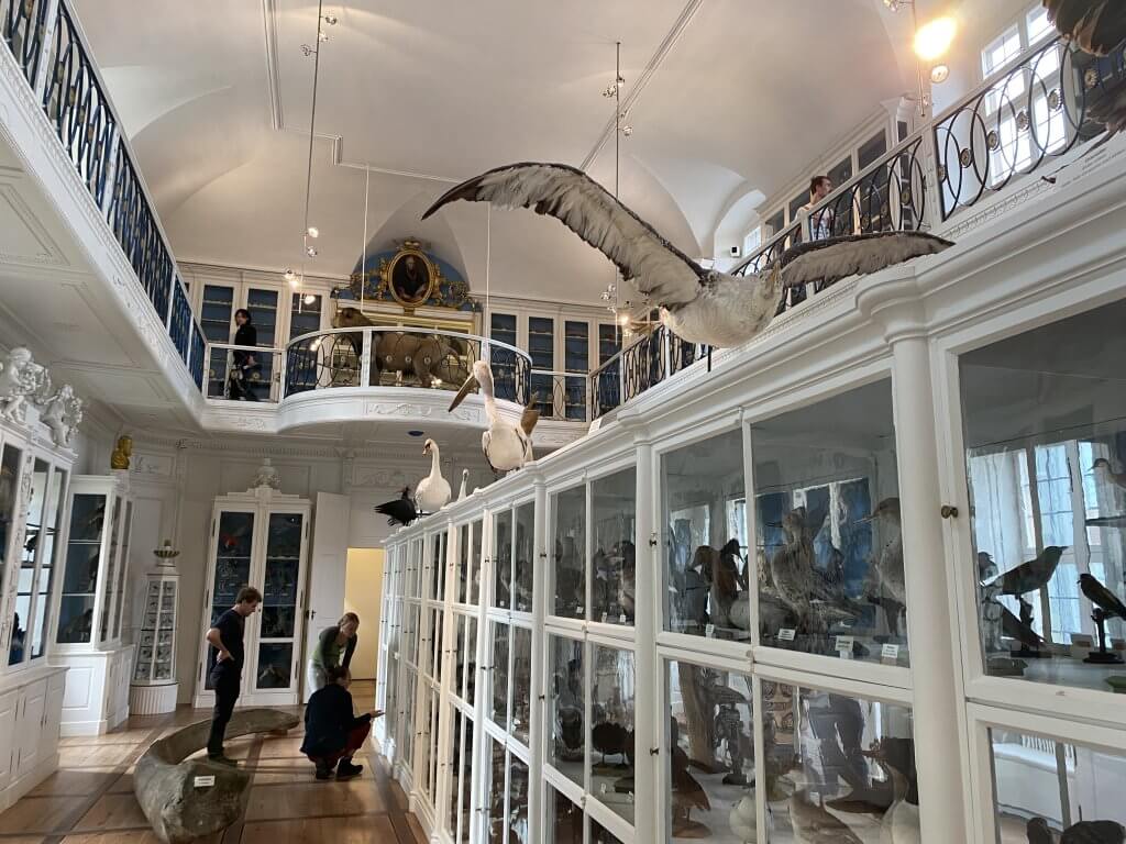 A museum hall with classical white furniture. In and around the white display cases are lots of stuffed birds.